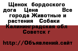 Щенок  бордоского  дога. › Цена ­ 60 000 - Все города Животные и растения » Собаки   . Калининградская обл.,Советск г.